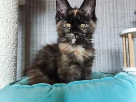 Maine Coon Kätzchen zu verkaufen!