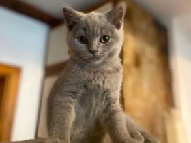 BKH reinrassige Kitten