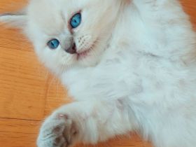 Reinrassige Ragdoll Kitten mit blauen Augen suchen ein neues Zuhause