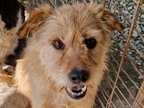 LINDI  ca. 5-jährige, goldfarbene Drahthaar-Hündin, ca. 49 cm, hat eine ruhige, sanfte Art