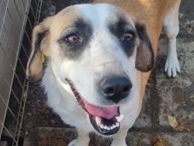 KATJA  ca. 3-jährige, wunderschöne, fröhliche Hündin, ca. 49 cm, hat ein freundliches Wesen