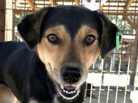 RIBANA   ca. 1 1/2-jährige, quirlige Hündin, ca. 50 cm, eine wahre Frohnatur auf vier Beinen