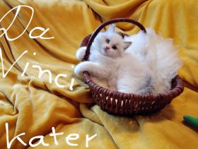 Ragdolls kitten mit Stammbaum vom Sonnentanz