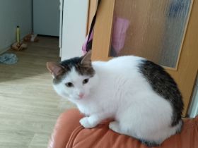 Habe ein Kater zu verschenken