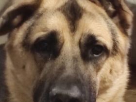 Biete einen Hund Mischling Rüde