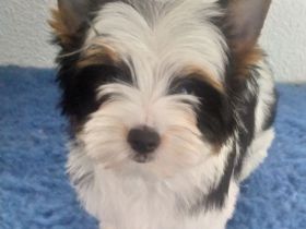 Biewer Yorkshire Terrier Welpen FCI