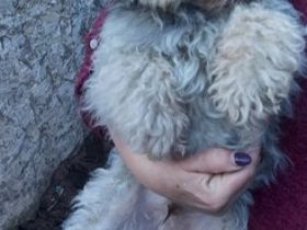 Bolonka Zwetna Rüde mit ZTP