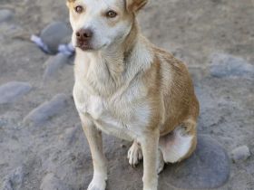 Jaro, ein kleiner schüchterner Kerl sucht liebe Adoptanten