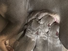 Französische Bulldogge Welpen