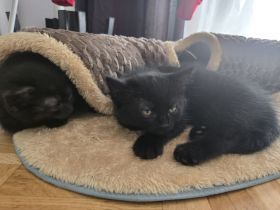 Katzen Babys suchen ein Zu Hause