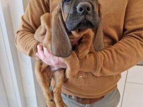 Hannoverscher Schweißhund Welpen