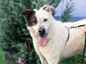 Verspielter Junghund Padawan sucht ein Zuhause