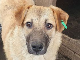 ALISON,  2  ca. 1 Jährige, bezaubernde Jung-Hündinnen, werden ca.mittelgroß