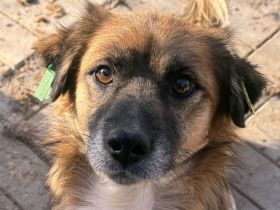 ENNIO  ca.2-jähriger, kleiner,zuckersüßer Rüde, ca. 30 cm, neugieriger, freundlicher, aktiver Rüde