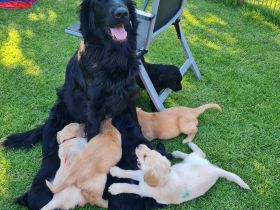 Wurferwartung Flat- Coated Retriever 11/2025