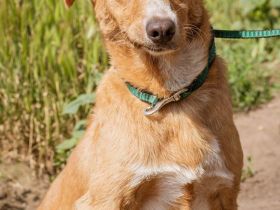 Ludwig, anfangs sehr schüchtern