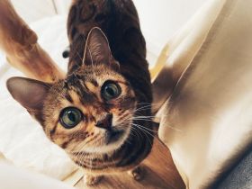 Bengaldame sucht liebevolles zu Hause