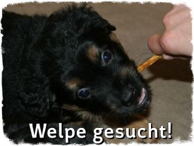 Welpe als neues Familienmitglied in Hamburg und Umgebung gesucht :-) Welpen / Hund / Mischling