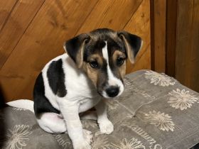Jack Russel Terrier
