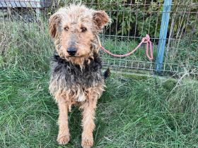 Schmusebär Emil sucht ein Wohlfühlzuhause!