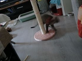 Ragdoll-Mix,  Kater 3,5 Monate