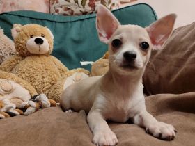 Süße kurzhar mädchen Chihuahua Welpe von den Saint Simon Origins!