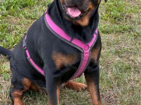 3 Jahre alte Rottweiler Hündin zu verkaufen!