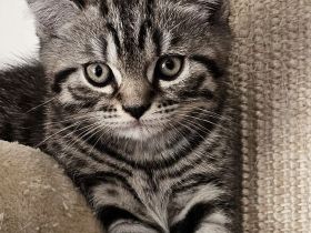 BKH Kitten mit Stammbaum abgabebereit