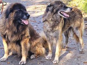 Zwei freundliche Herdenschutzhunde wollen zusammen bleiben. Sie sind pumperlgesund.
