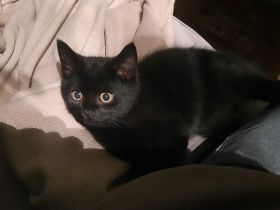 BHK Kater ohne Papiere