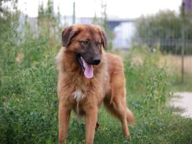 Juno sucht eine geduldige Familie