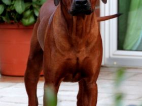 Rhodesian Ridgeback Deckrüde Ridgefest!
