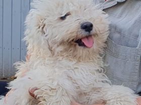 Beautiful Pedigree Male White Hungarian Puli Puppy
