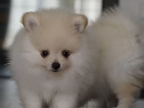 Zwergspitz Pomeranian Welpen (Creme/Weiß)