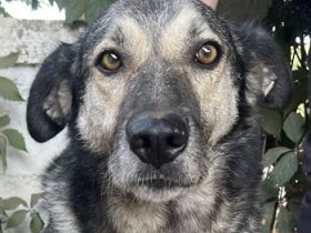 Quarta, geb. ca. 09/2018, lebt in GRIECHENLAND, auf einer privaten Pflegestelle