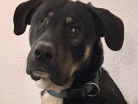 Archie, geb. ca. 09/2023, lebt in Deutschland bei einer Familie in 22850 Norderstedt