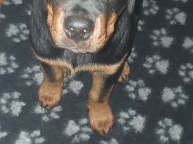 Rottweiler Welpe 12 Wochen