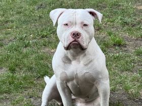 American Bully Hündin