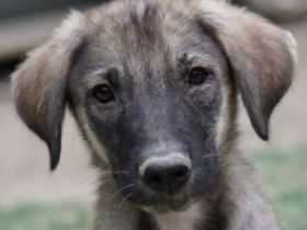 Erwin, geb. ca. 05/2024, lebt in GRIECHENLAND, auf einer privaten Pflegestelle