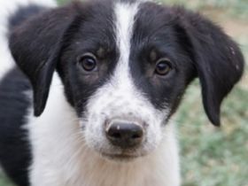 Daryl, geb. ca. 05/2024, lebt in GRIECHENLAND, auf einer privaten Pflegestelle