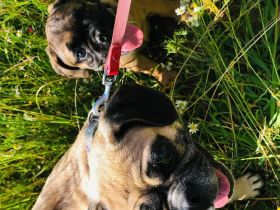 Letzter Preis 700 Euro