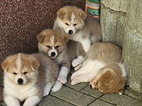 Akita Inu Welpen Nihon no hana