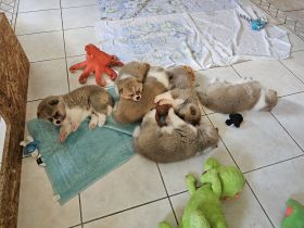 Akita Inu Welpen Nihon no hana