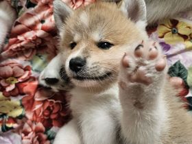 Akita Inu Welpen Nihon no hana