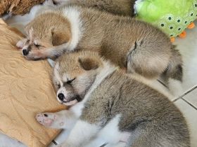 Akita Inu Welpen Nihon no hana