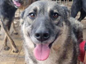 LONKA ca. 4-jährige, liebe Hündin, die endliche das Leben kennenlernen sollte,