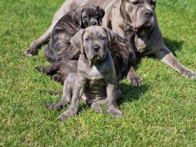 6 wunderschöne Cane Corso Welpen abzugeben