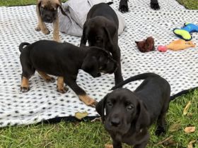 Dogge-Weimaraner-Ridgeback