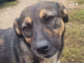 CLIO ca. 3-jährige, liebe, menschen bezogene Hündin, ca. 48 cm, eine wunderbare Schmusebacke