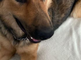 Schäferhüttemischling